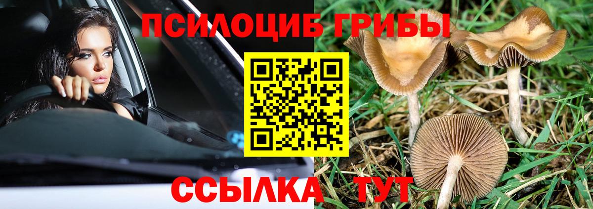 Галлюциногенные грибы Psilocybe Курчатов